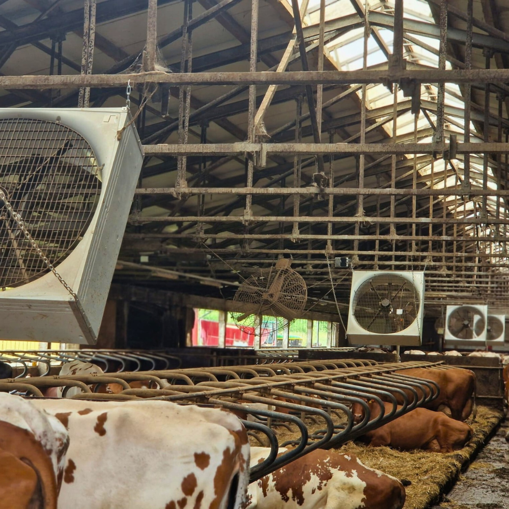 Ventilators BF 50 SuperFlow